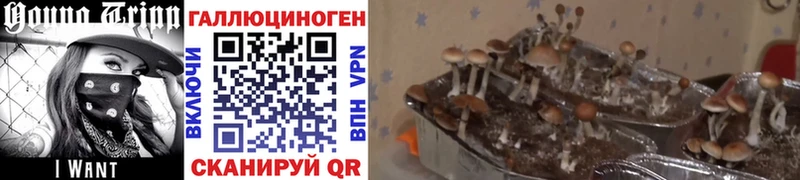 ссылка на мегу ссылка  Мелеуз  Галлюциногенные грибы GOLDEN TEACHER 